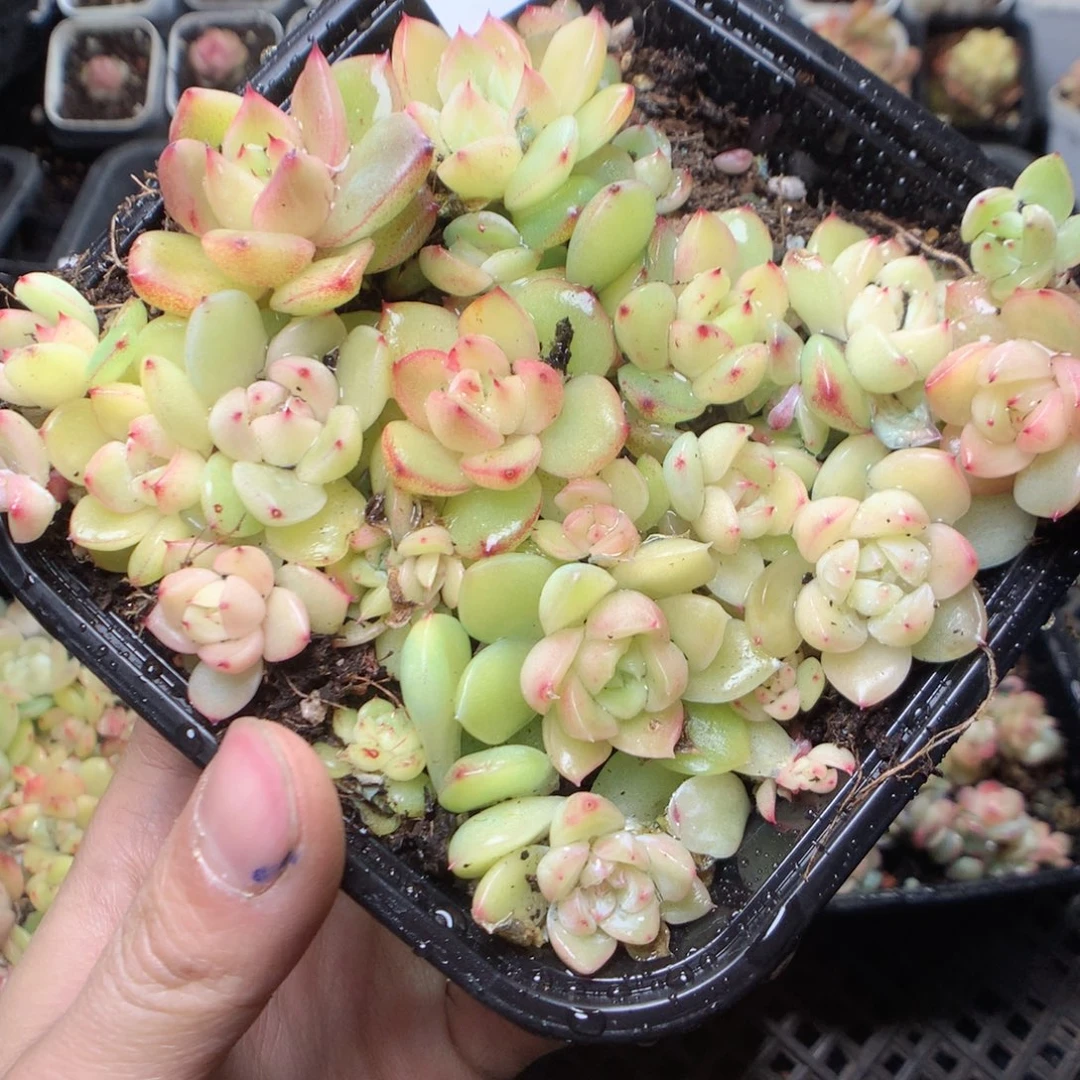 无花朵F24。珍妮yyyyyyy