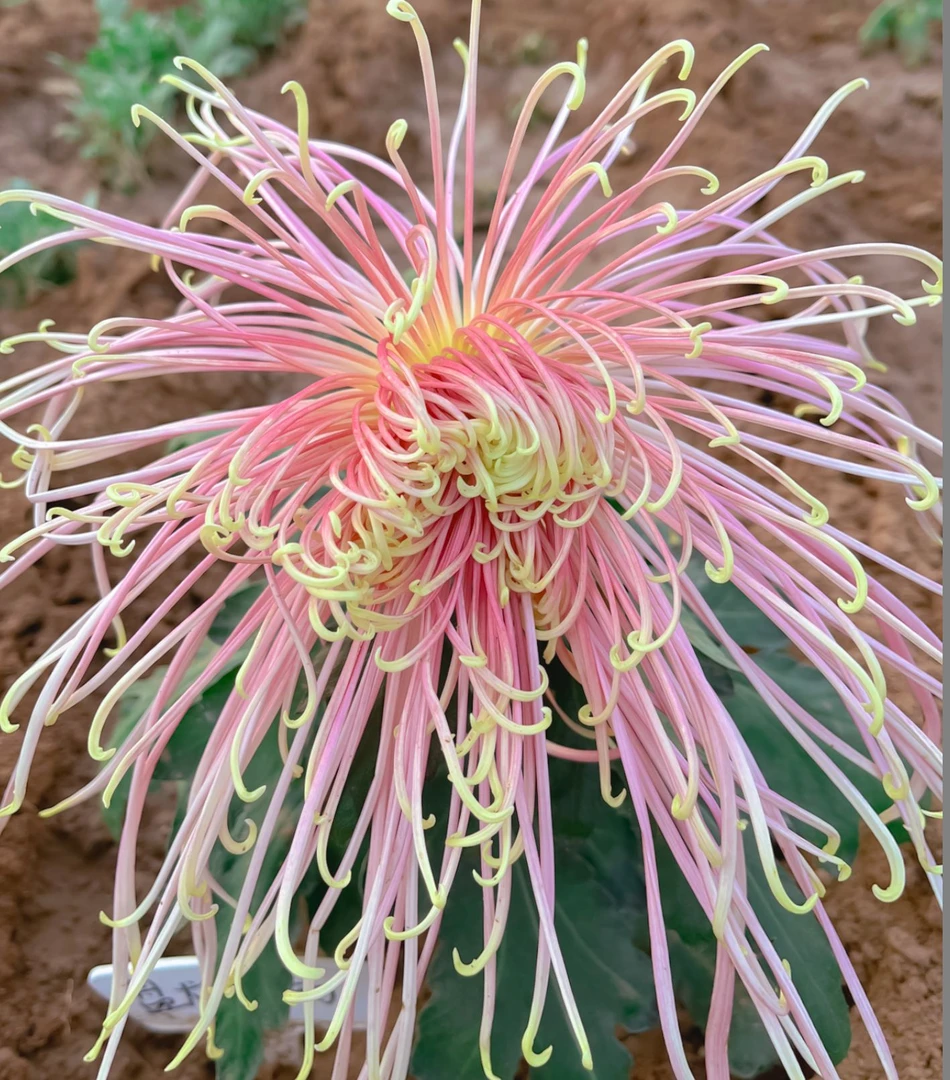 【盘龙星雨菊花】九月菊大花盆栽新手
