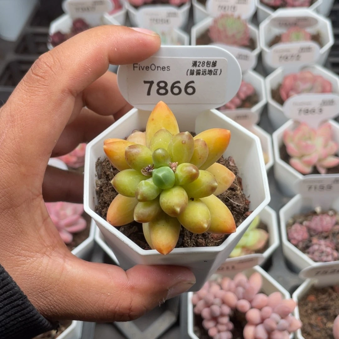 7866黄香蕉4.0厘米