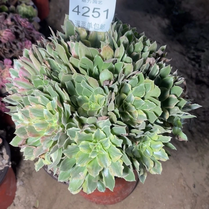 4251光辉的人多肉的