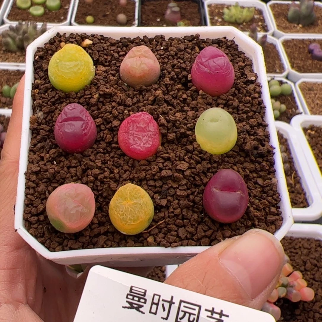 A****9504号毛2.12多肉