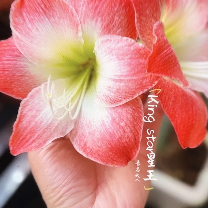 进口球星王直径8+