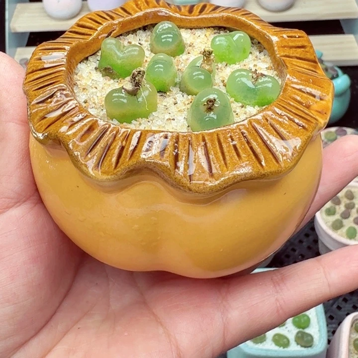 6069零下地区记得拍保温箱