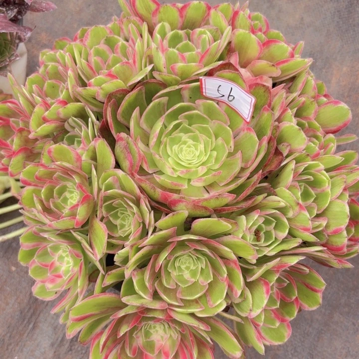 全部花朵056孔雀翎无根手捧