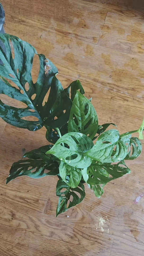 龟背竹（拉萨发货）