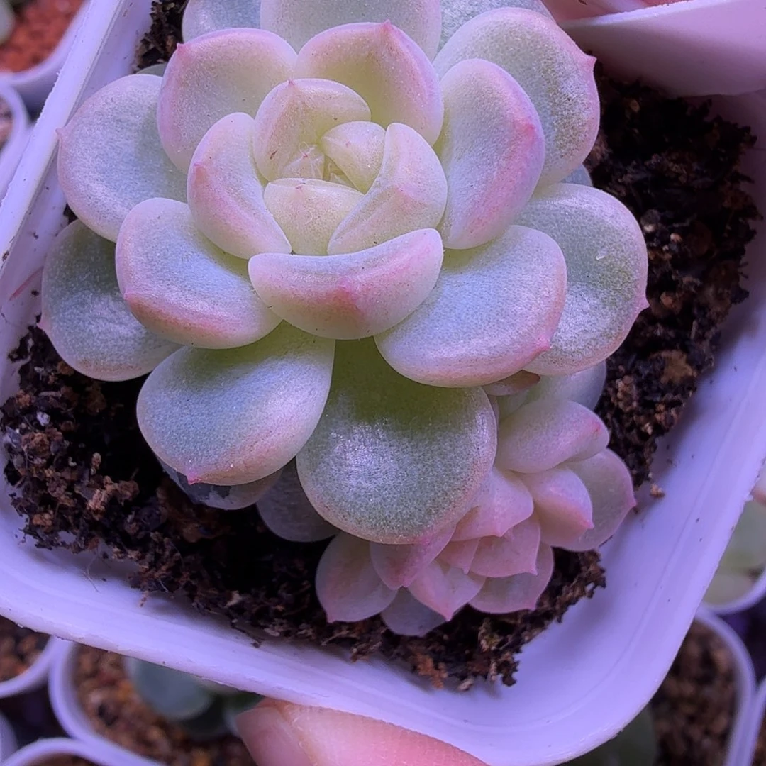 财富密码绿财富叶插苗一物一拍