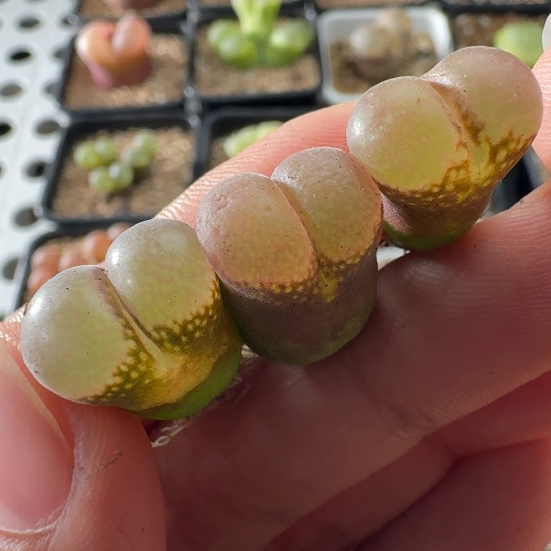 3720风铃玉肉锥植物