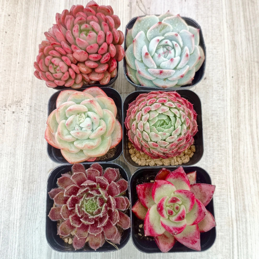 【满9.9包邮】太美丽套餐6盆带盆土多肉植物以直播间展示为主