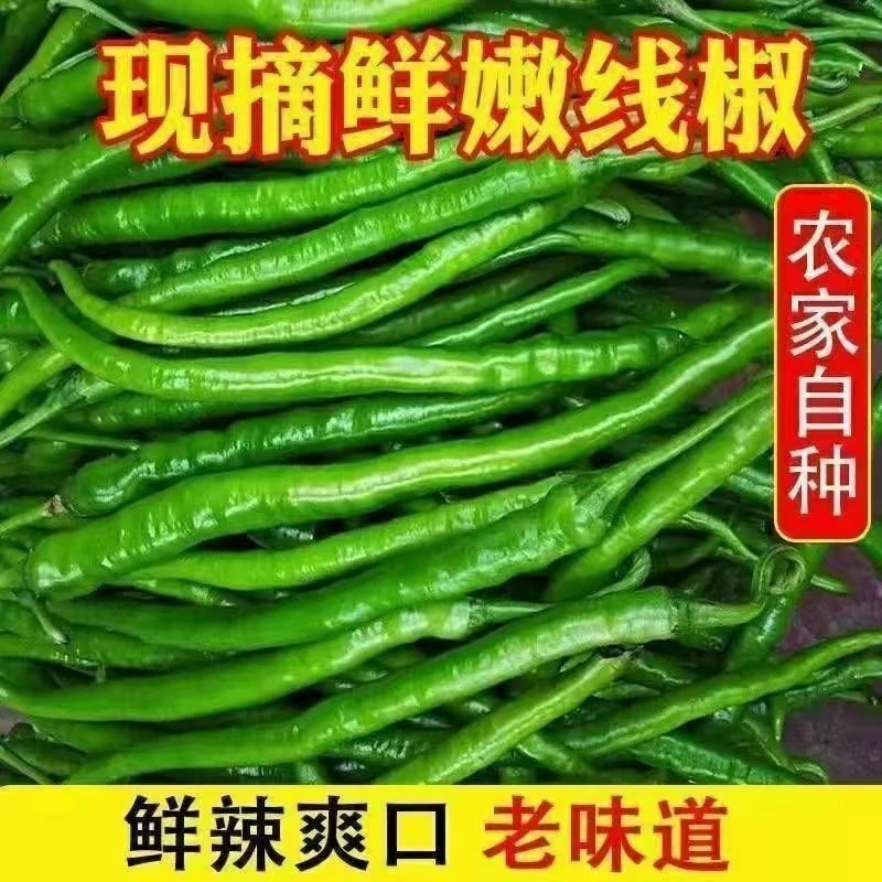 正宗安徽本地新鲜二荆条青线椒薄皮高辣现摘蔬菜辣椒
