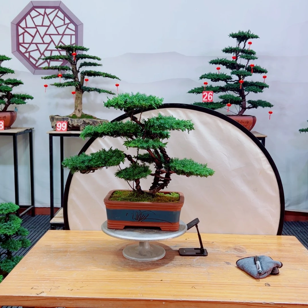 老桩盆景《*》原生桩龙爪松