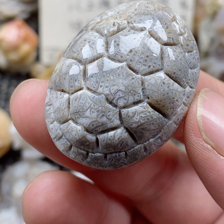 颈饰未镶嵌硅化珊瑚（珊瑚玉）有瑕