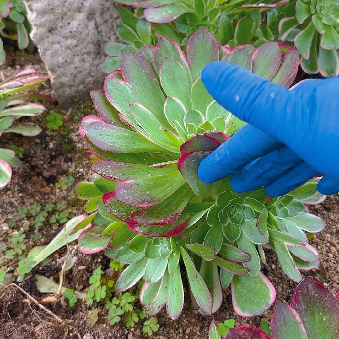 海王手捧多肉植物