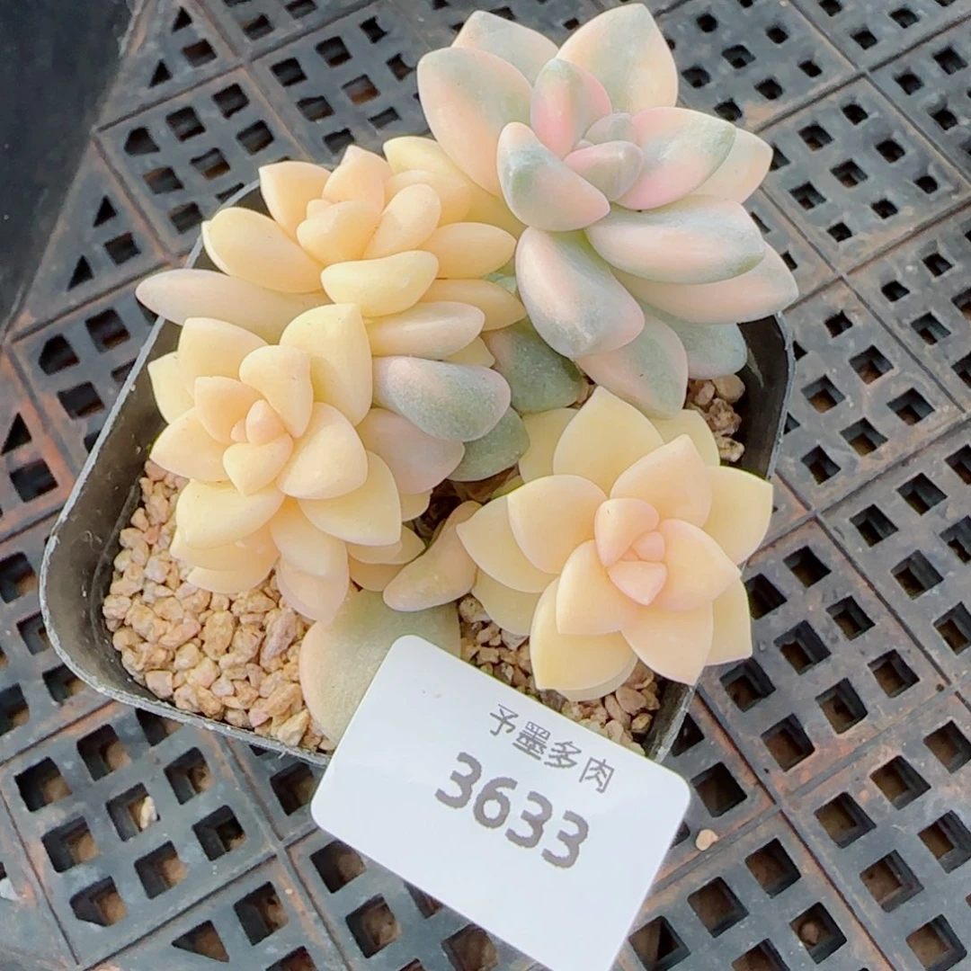 美杏锦，3633多肉植物