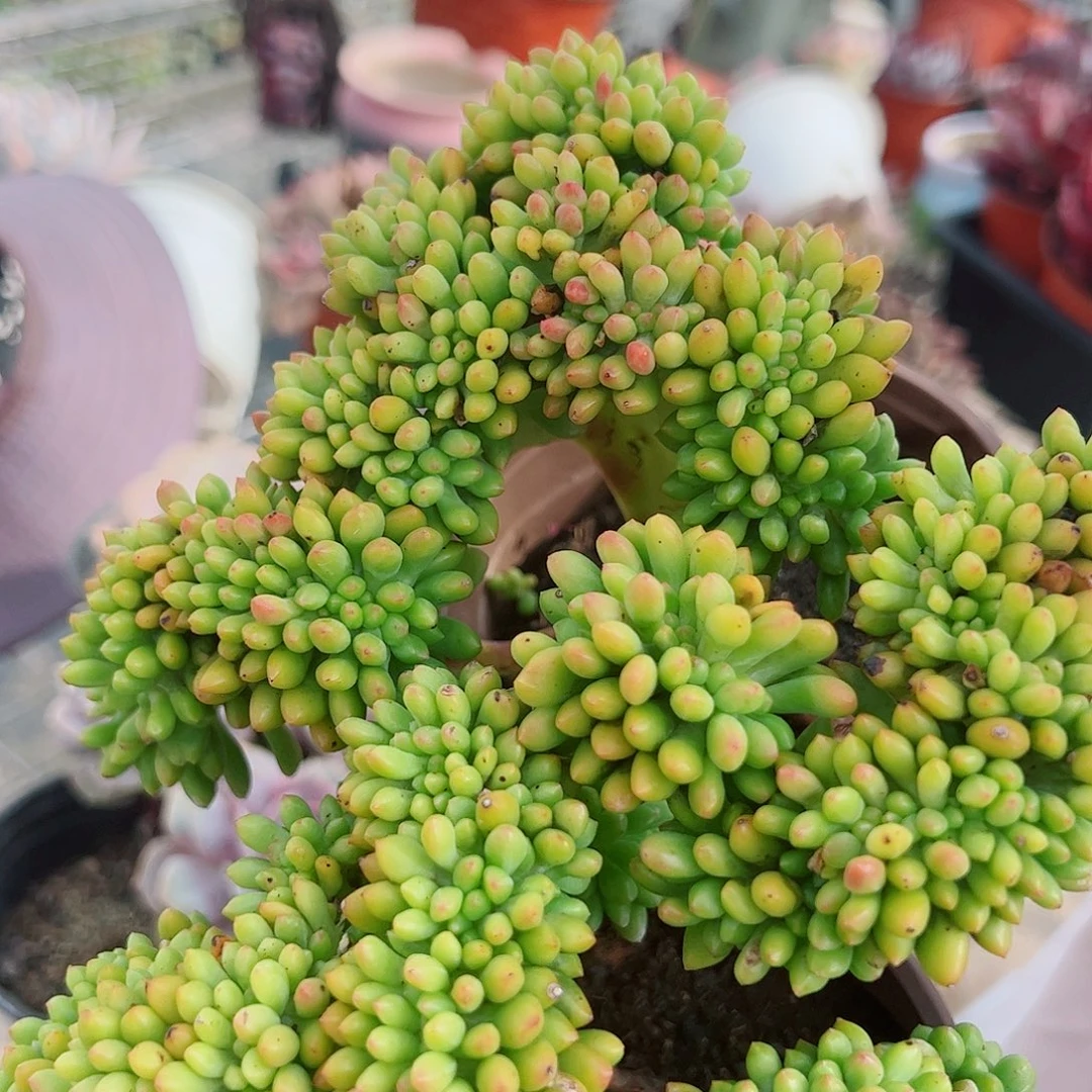 春萌缀板子缀两盆