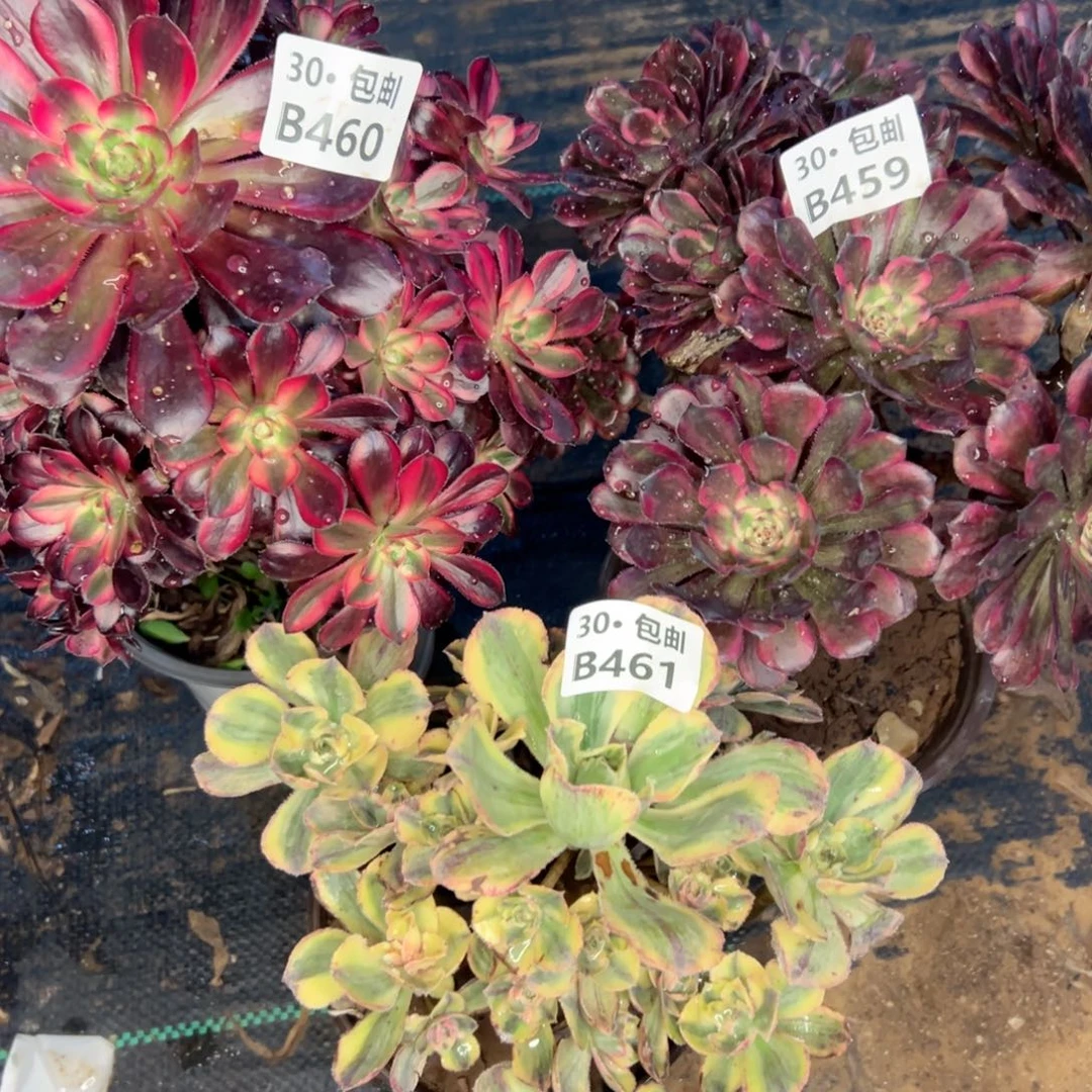 多肉法师鲜花3颗