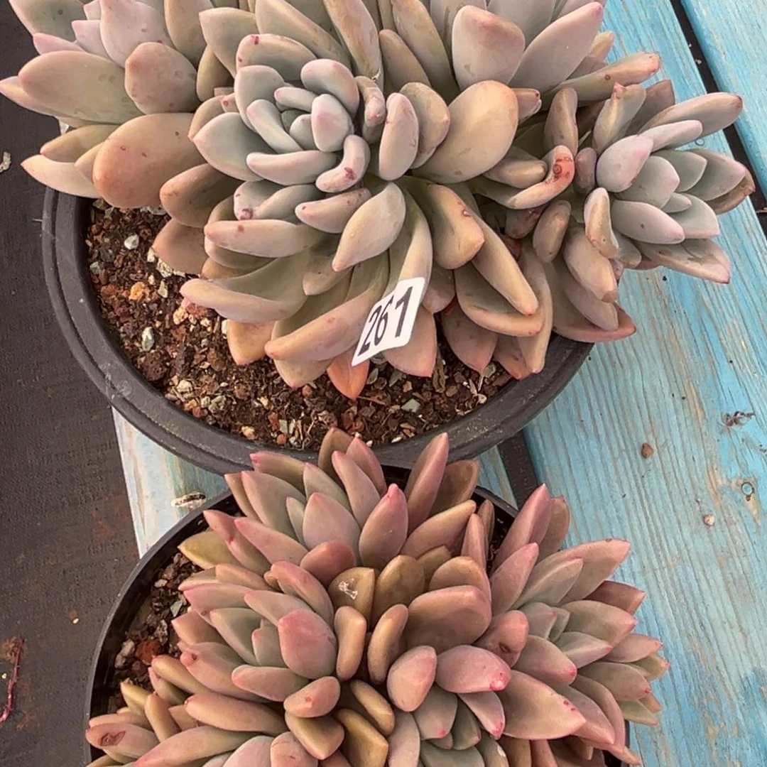 桃花源朵加奥普261