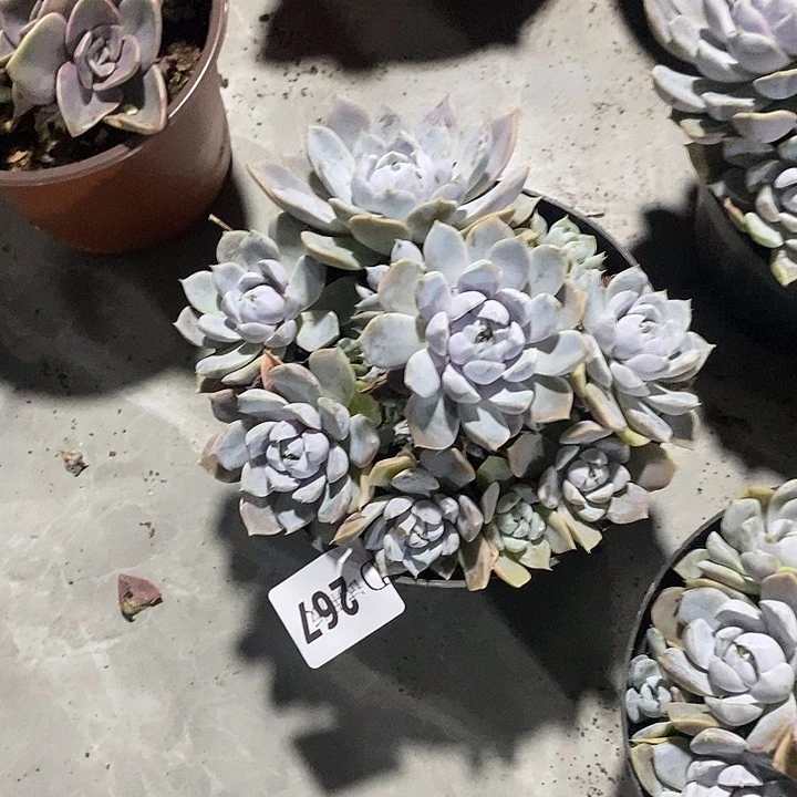 敏***姐267雪兔多肉植物多肉