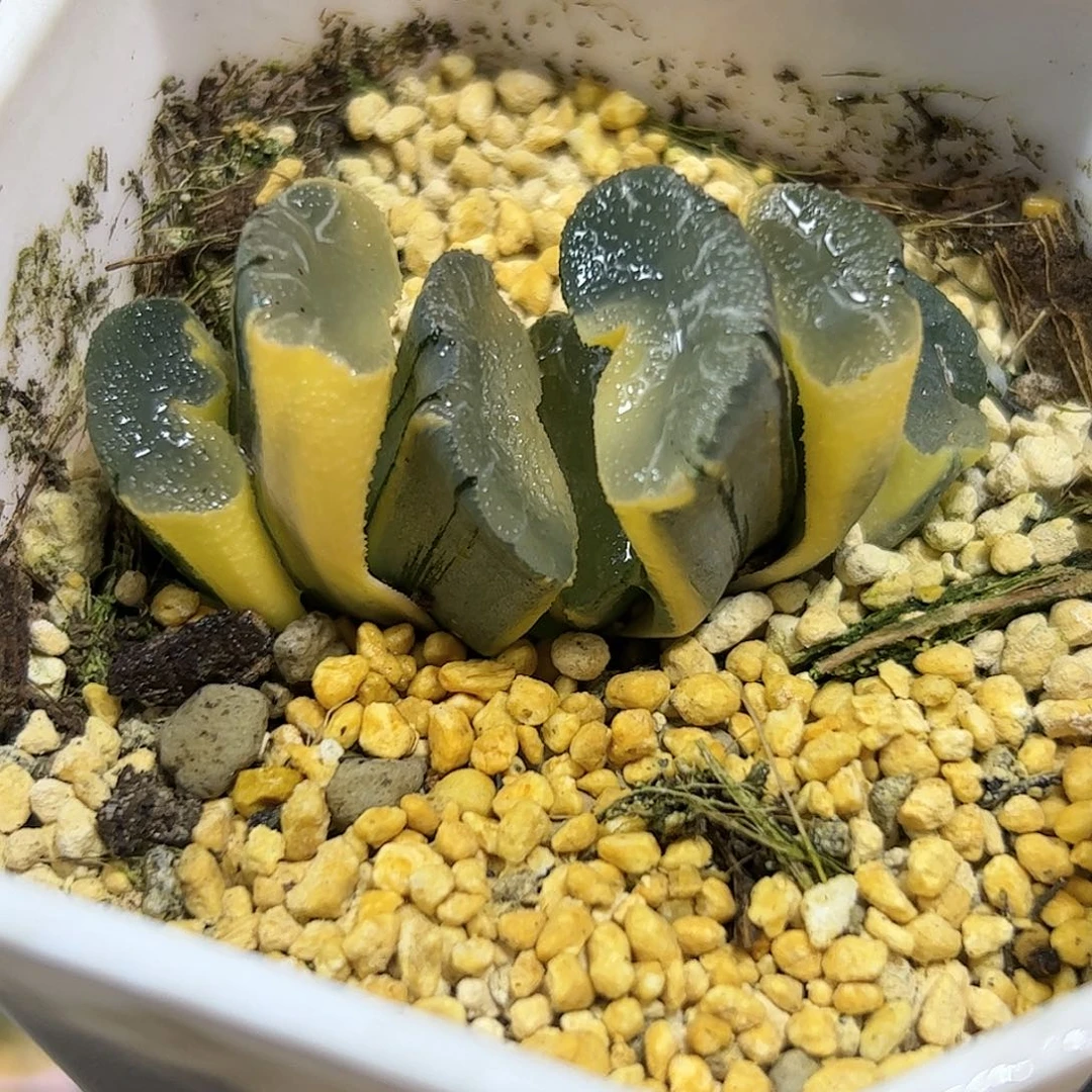 糊斑大绳锦十二卷多肉植物