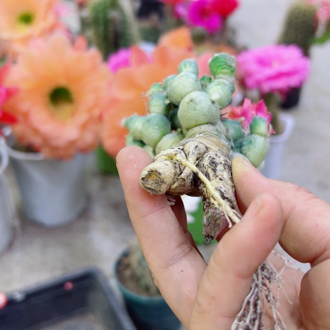 下70轻骑兵根伤黑斑点掉侧芽无售后脱土掰花发货20包邮