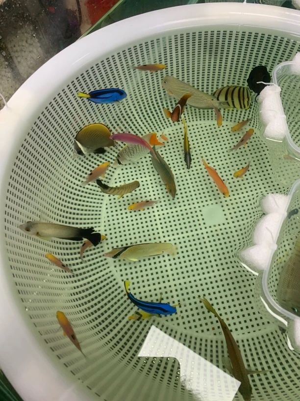 橙尾蝶网蝶芝麻蝶虎纹纹吊食苔看规则