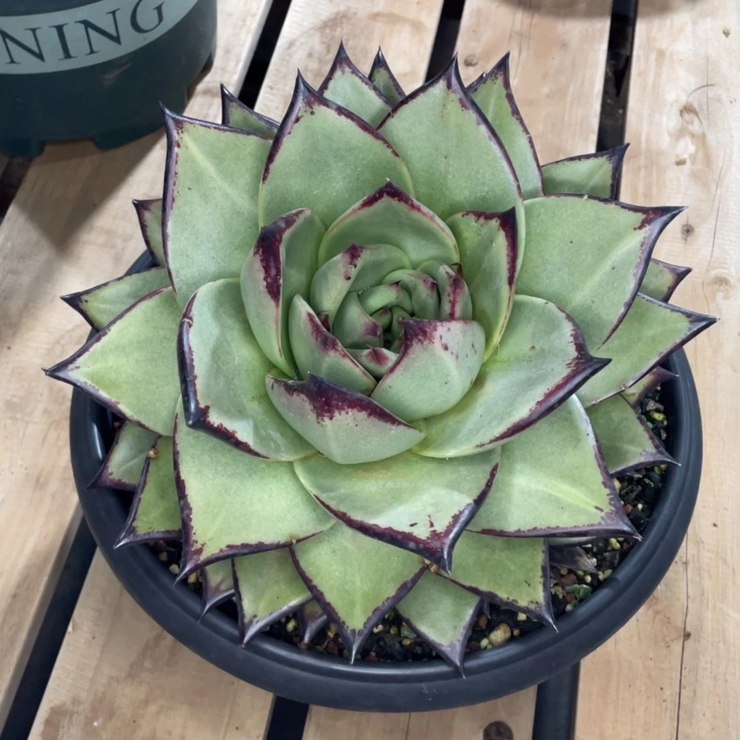 白*座多肉植物，山人园艺，c