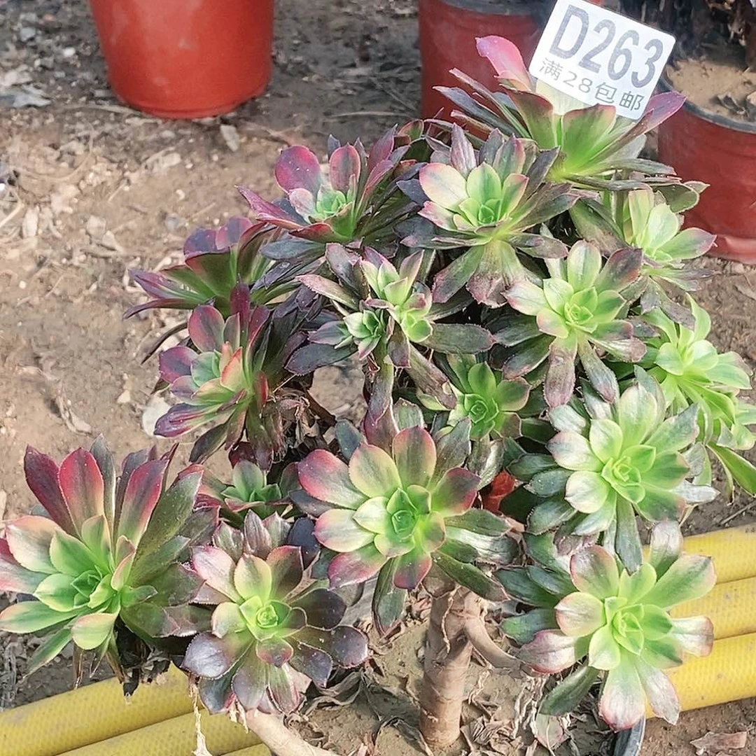 263多肉植物不包断枝