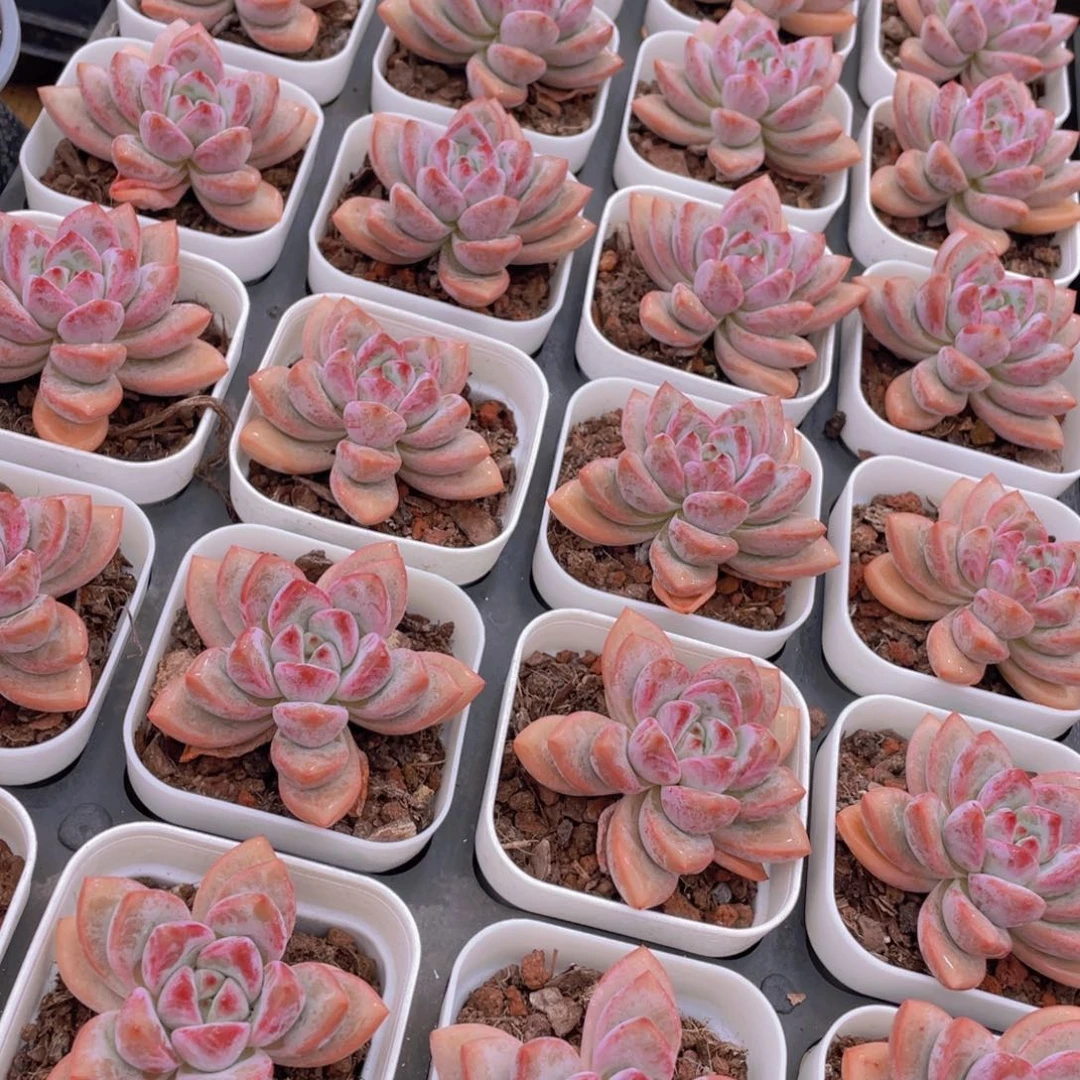 量拍71号 叠叶知否单头一个