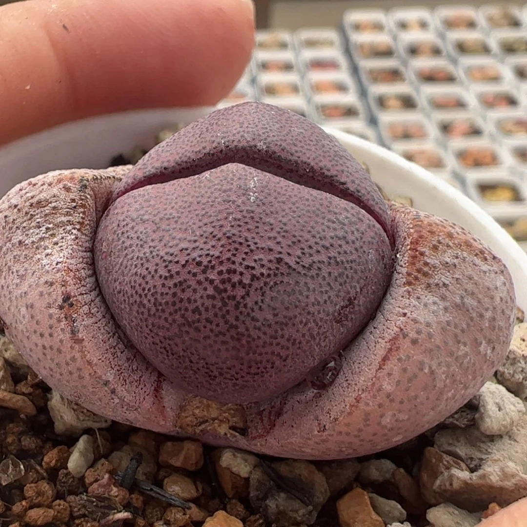 紫帝玉多肉植物百科