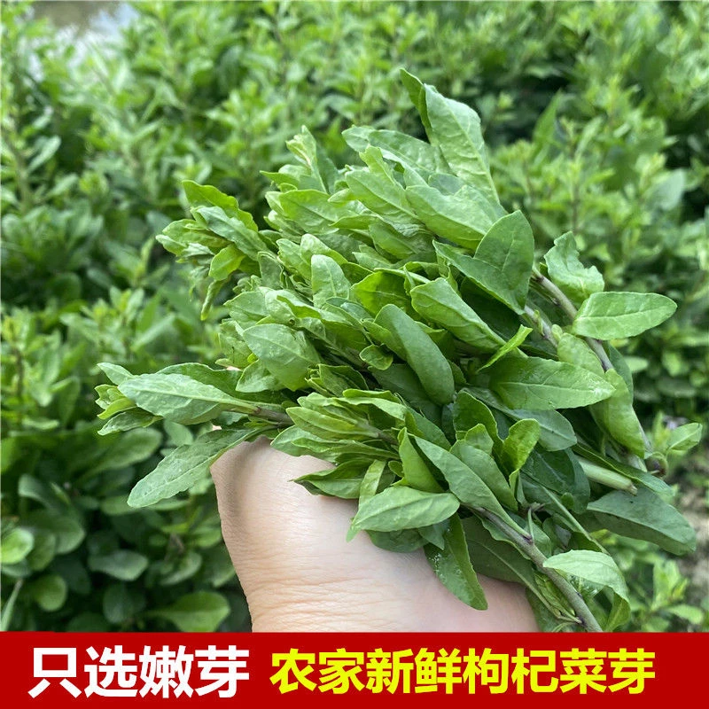 枸杞菜嫩芽现摘枸杞头蔬菜枸杞叶新鲜心脉受损500g枸杞芽菜苗