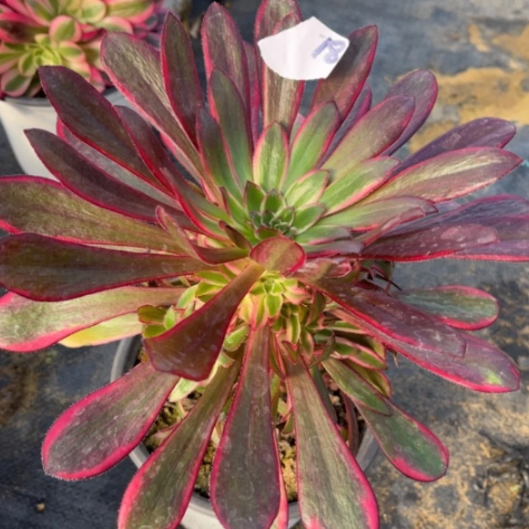 【闪购商品】18丽娜多肉法师