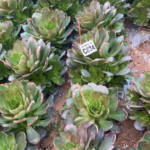 834枚金玫瑰不包断枝