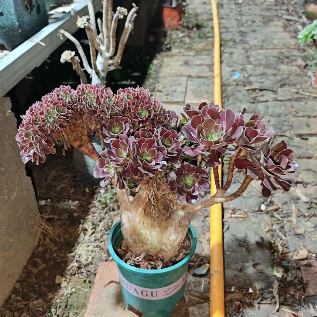 欧紫朵缀一物一拍