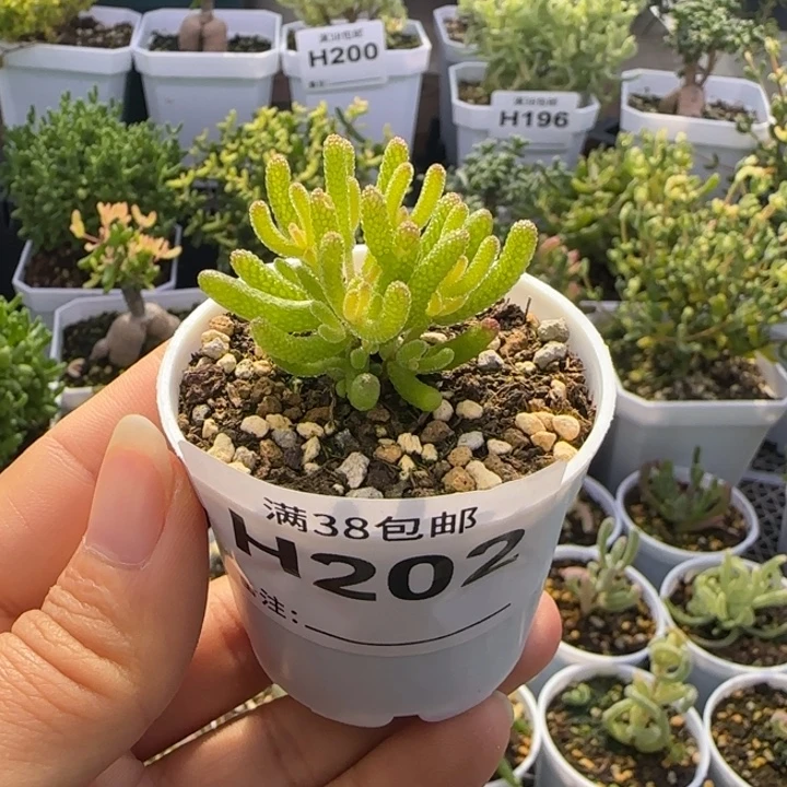 多肉植物枝干米冰