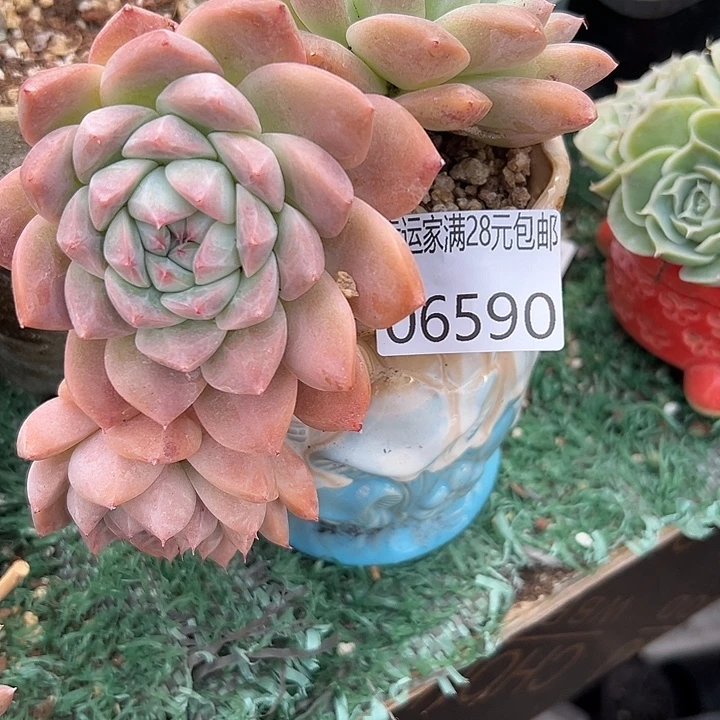幸运儿的一句台词我真的好