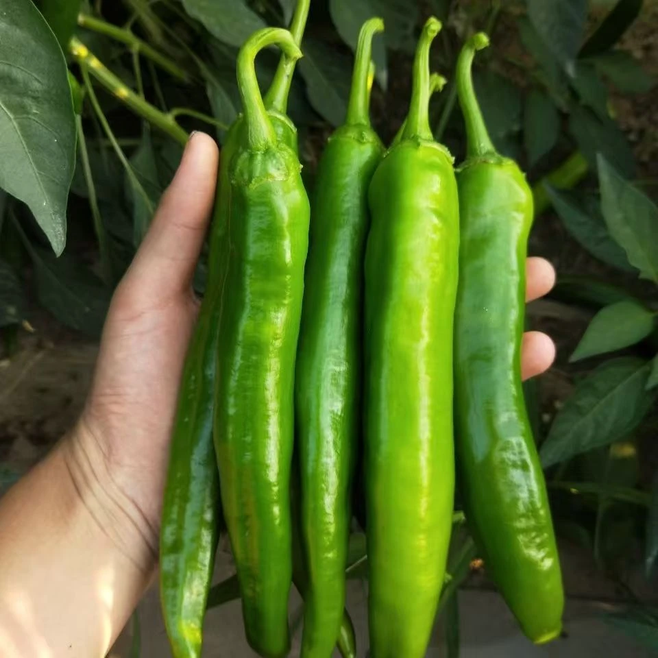 农家自种新鲜现摘薄皮牛角椒羊角椒香辣多汁蔬菜青菜