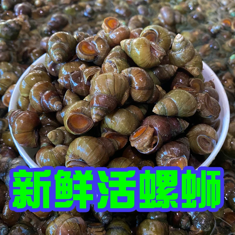 杭州千岛湖新鲜清水活螺蛳无泥沙无空壳石螺现捞现发薄壳钓鱼嗦螺