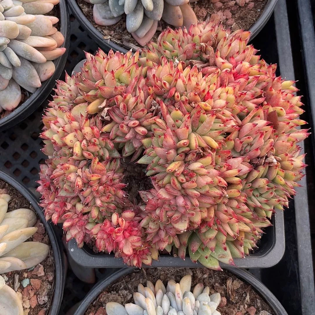 拉霍亚缀化一个。