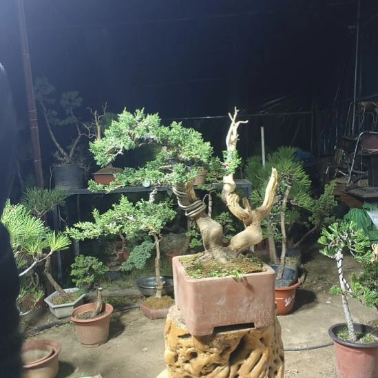 无花朵柏树柏树柏树柏树