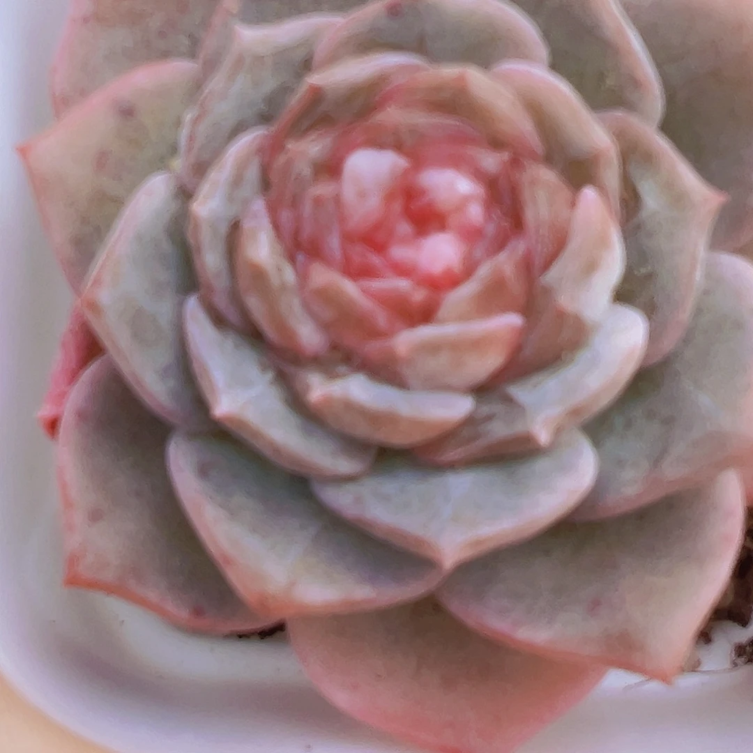 糖心冰莲19包邮多肉植物