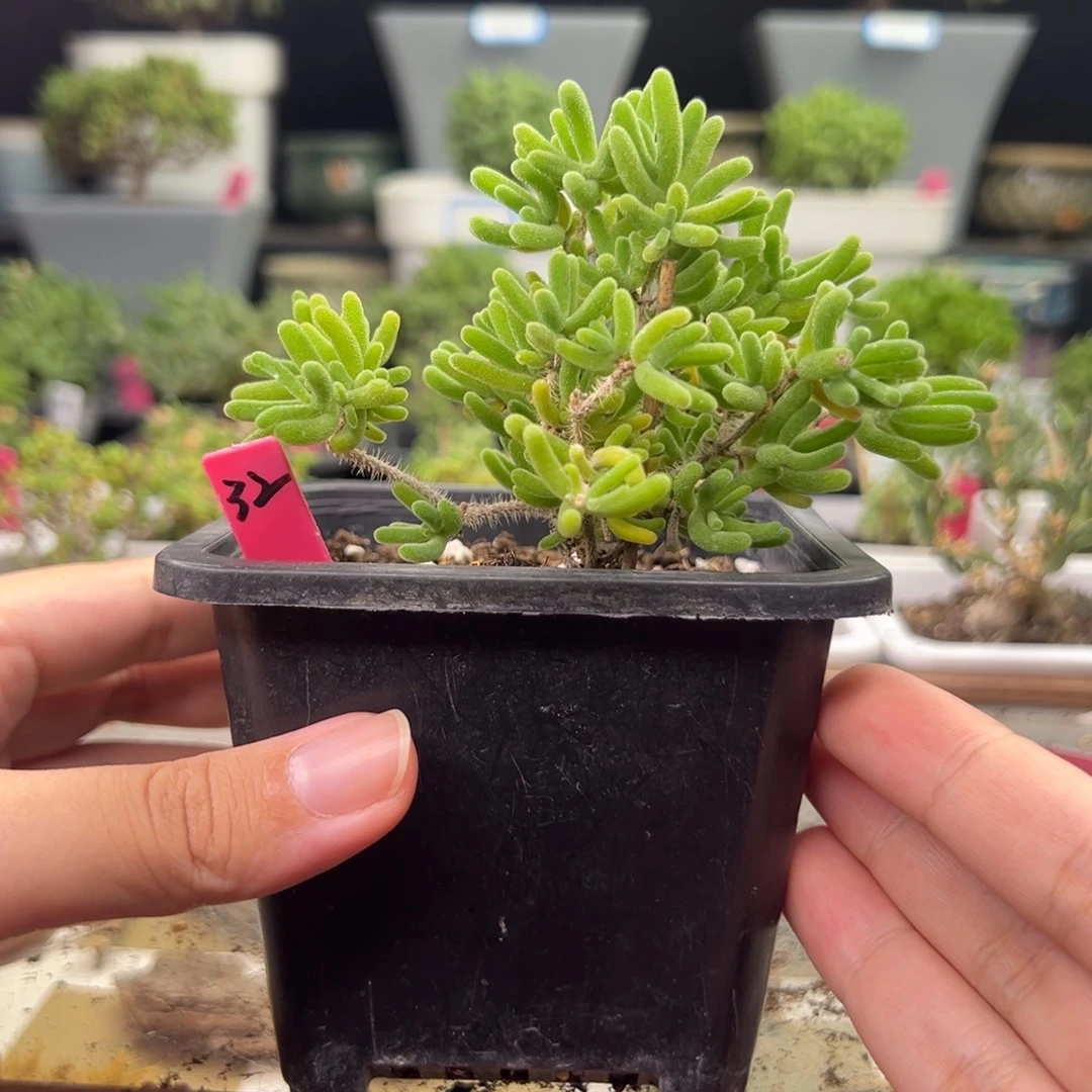 32号链接荧光兔10厘米盆