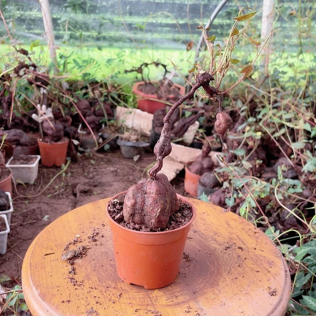 不开花植物何首乌
