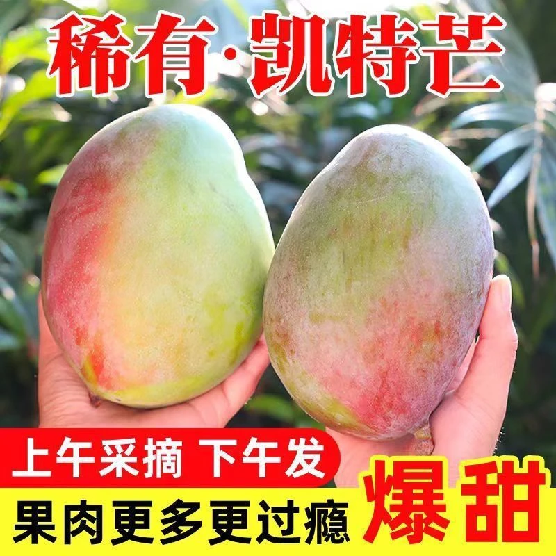 正宗四川攀枝花凯特芒果新鲜水果孕妇当季现摘大青皮芒果爆甜整箱