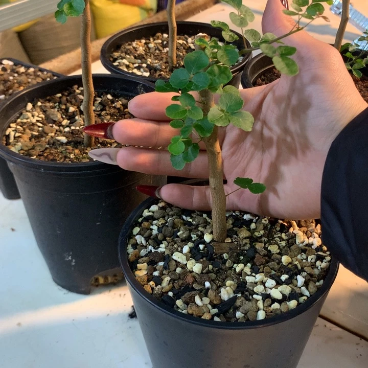 乐*：波叶橄榄带盆发货