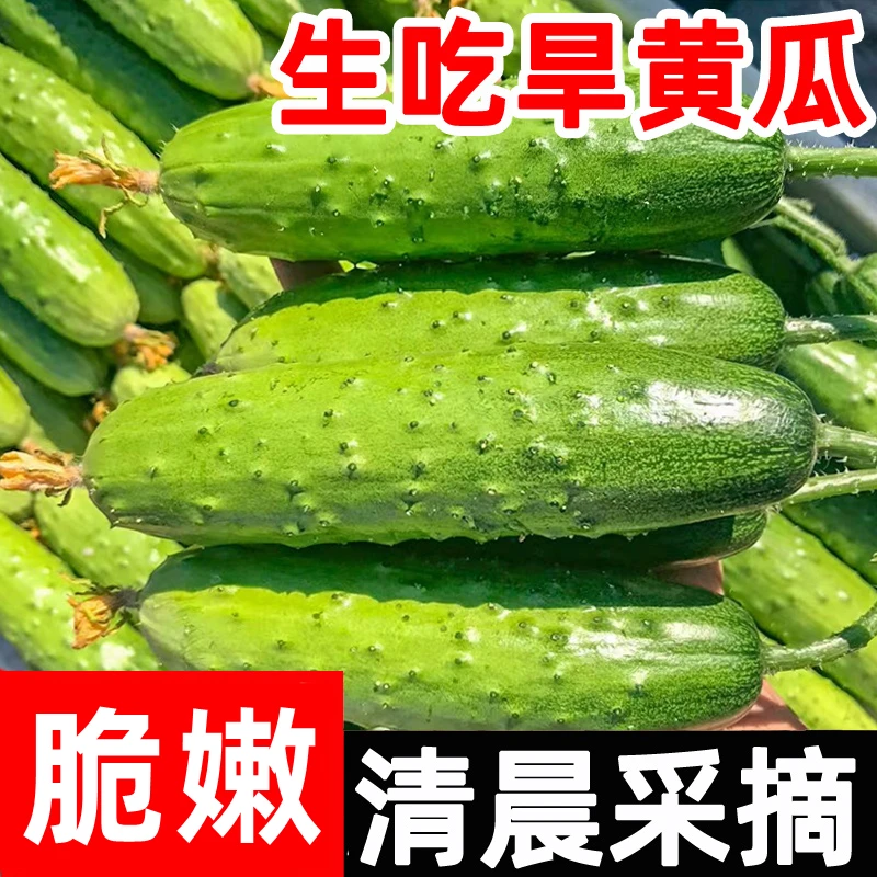 【特价东北旱黄瓜】新鲜生吃蔬菜整箱农家当季青瓜水果3斤5斤包邮