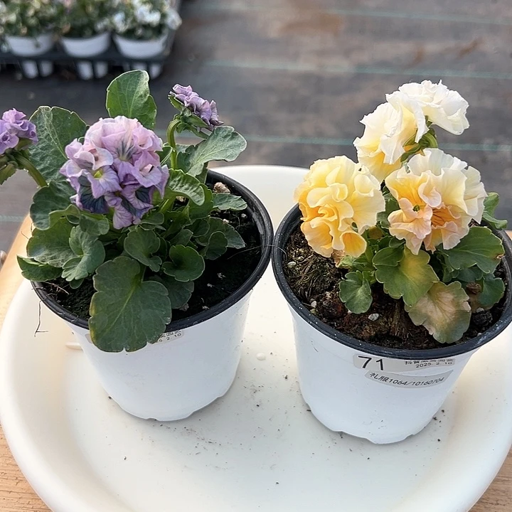 水晶抖音直播闪拍71