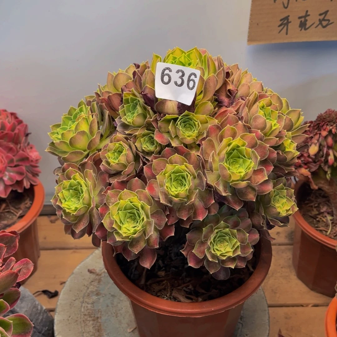 多肉植物韶华636法师