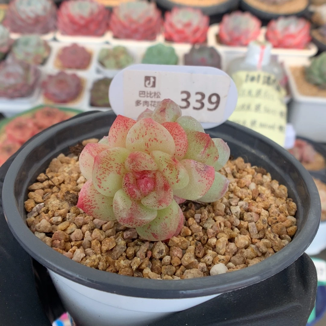 339 冰玉石化多肉