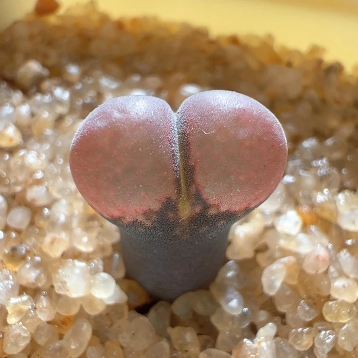 793。花开2年c10。 88折后价