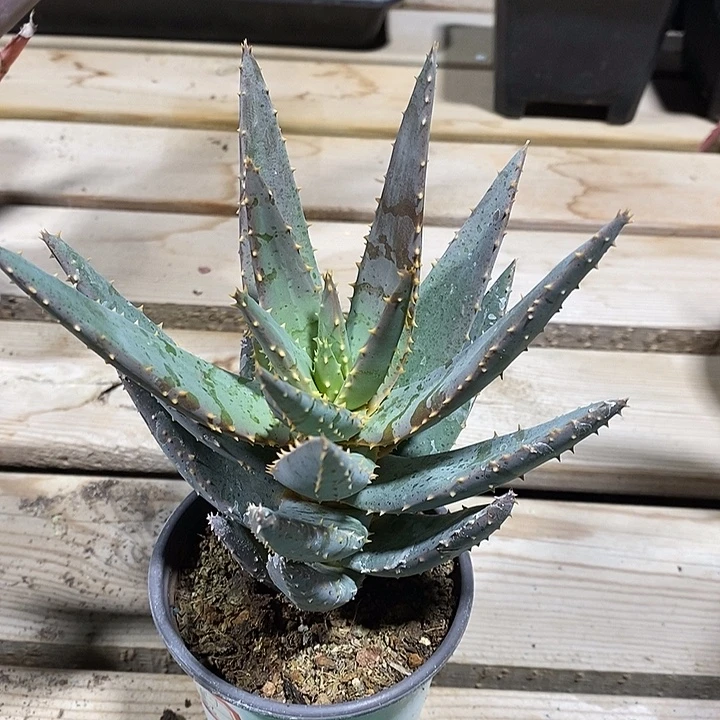 完美主义者勿拍二岐芦荟