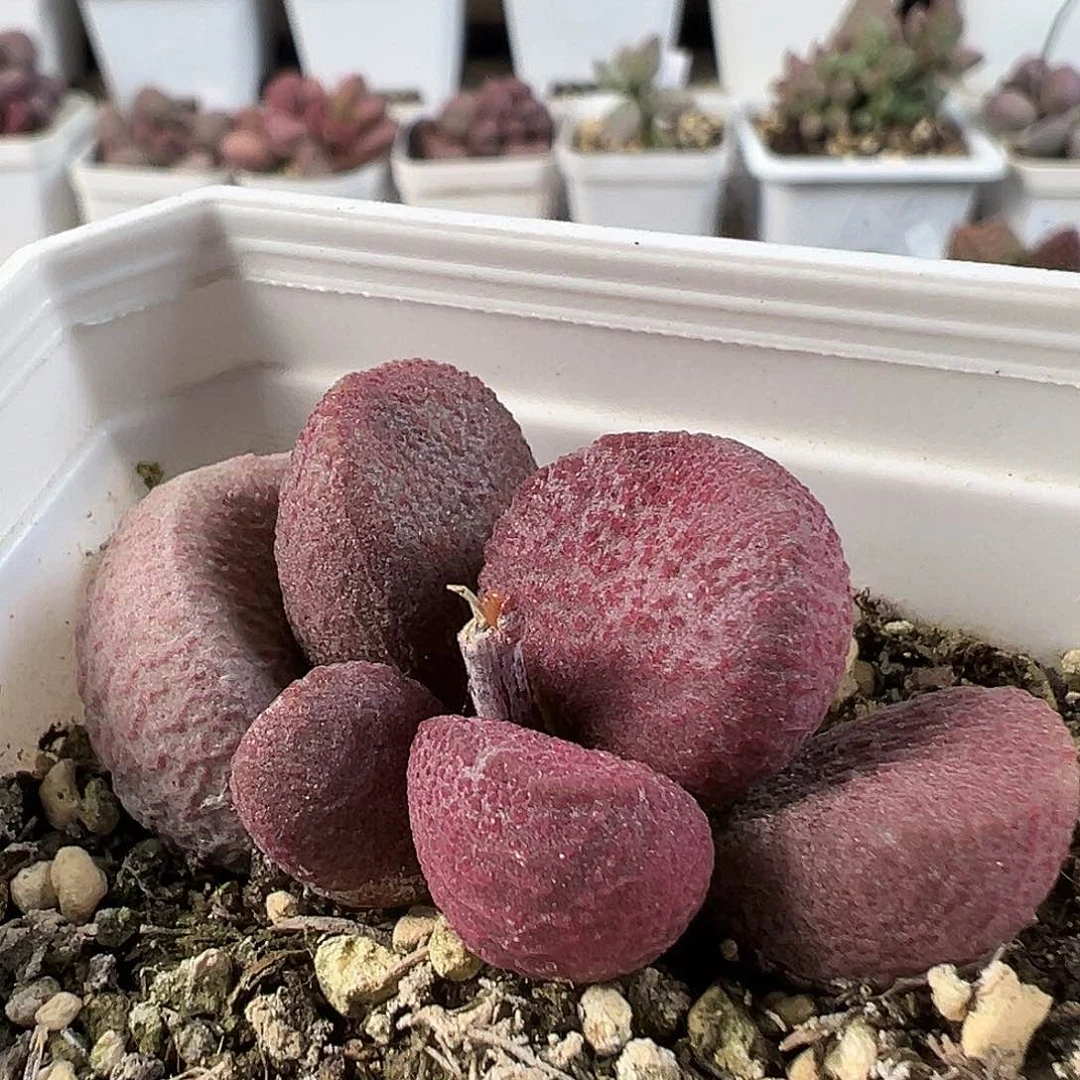 红烧肉多肉水泡植物